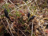 Geoglossum uliginosum image