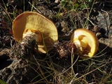 Suillus grevillei image