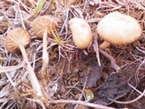 Entoloma subserrulatum image