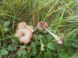 Entoloma subserrulatum image