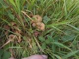 Entoloma subserrulatum image