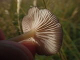 Entoloma subserrulatum image