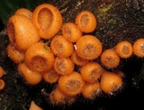 Cookeina tricholoma image
