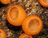 Cookeina tricholoma image