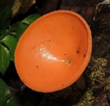 Cookeina speciosa image