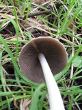 Psathyrella longipes image