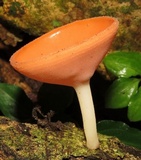 Cookeina speciosa image