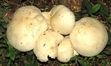 Macrocybe titans image