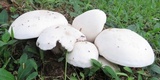 Macrocybe titans image