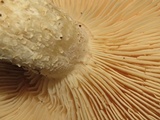 Macrocybe titans image