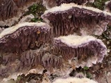 Trichaptum fuscoviolaceum image
