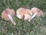 Hebeloma crustuliniforme image