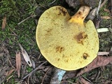 Boletinellus merulioides image