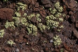 Acarospora schleicheri image
