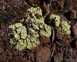 Acarospora schleicheri image