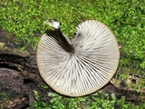Arrhenia epichysium image