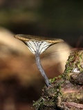Arrhenia epichysium image