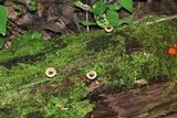 Arrhenia epichysium image