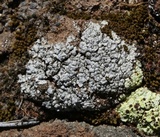 Trapeliopsis steppica image