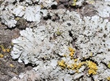 Physconia americana image