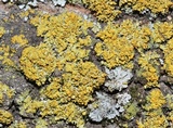 Xanthomendoza oregana image
