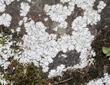 Physcia tribacia var. tribacia image