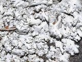 Physcia tribacia var. tribacia image