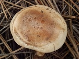 Hebeloma arenosum image