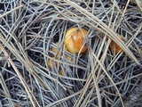 Hygrophorus speciosus image