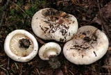 Lactarius subvellereus image