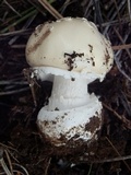 Amanita tlaxcalipanthera image