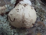 Amanita tlaxcalipanthera image