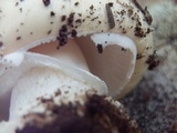 Amanita tlaxcalipanthera image