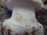 Amanita tlaxcalipanthera image