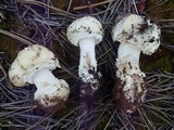 Amanita tlaxcalipanthera image