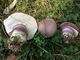 Tylopilus plumbeoviolaceus image