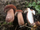 Tylopilus ferrugineus image