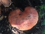 Fistulina hepatica image