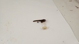 Marasmius calhouniae image