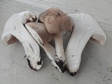 Entoloma whiteae image