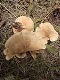 Entoloma whiteae image
