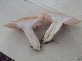 Entoloma whiteae image