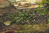 Helicogloea compressa image