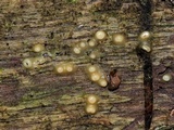 Helicogloea compressa image