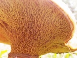 Suillus grevillei image