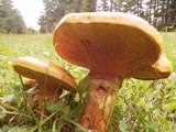 Suillus grevillei image
