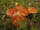 Suillus grevillei image