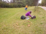 Suillus grevillei image