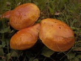 Suillus grevillei image