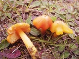 Hygrocybe acutoconica image